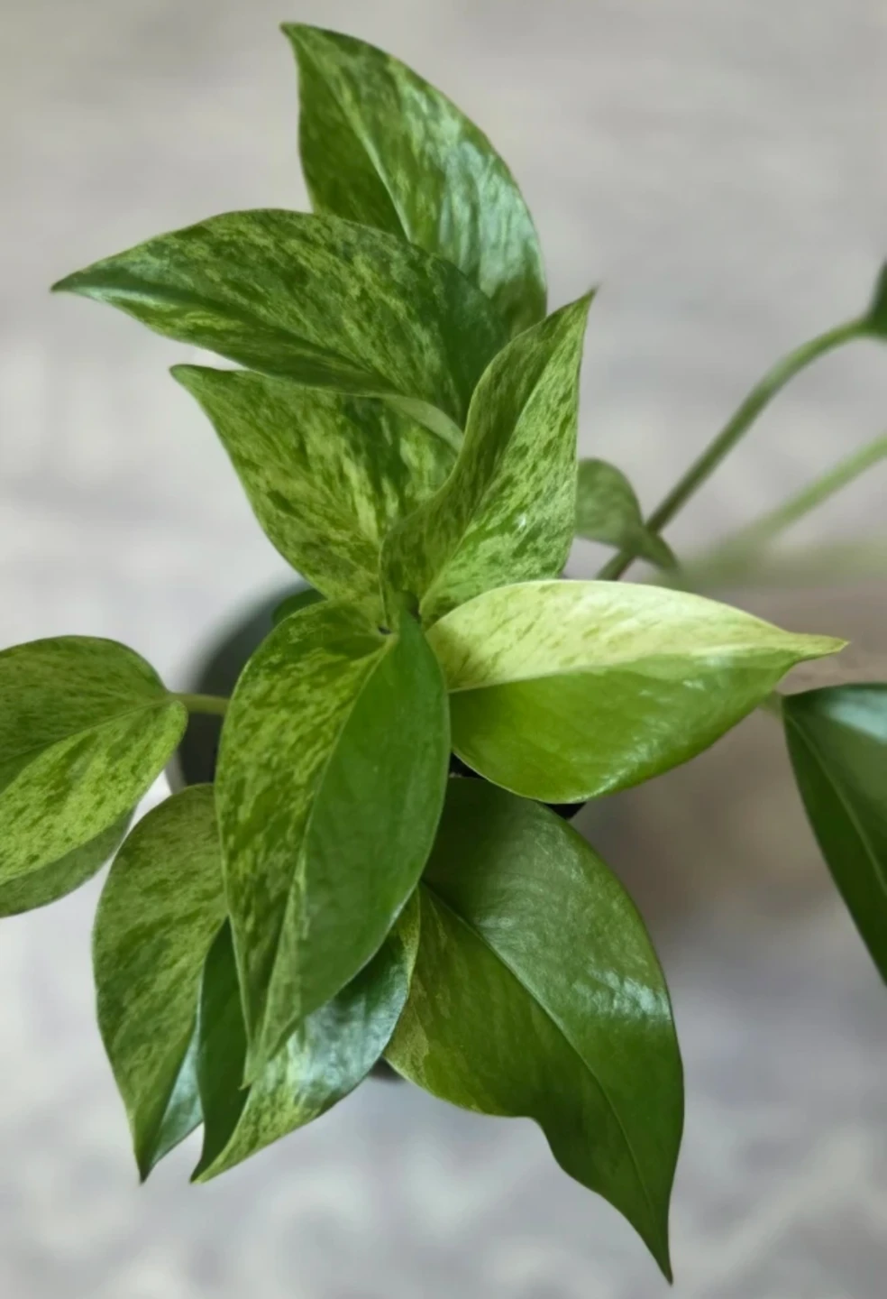 Marble Queen Pothos 🪴 - photo 3