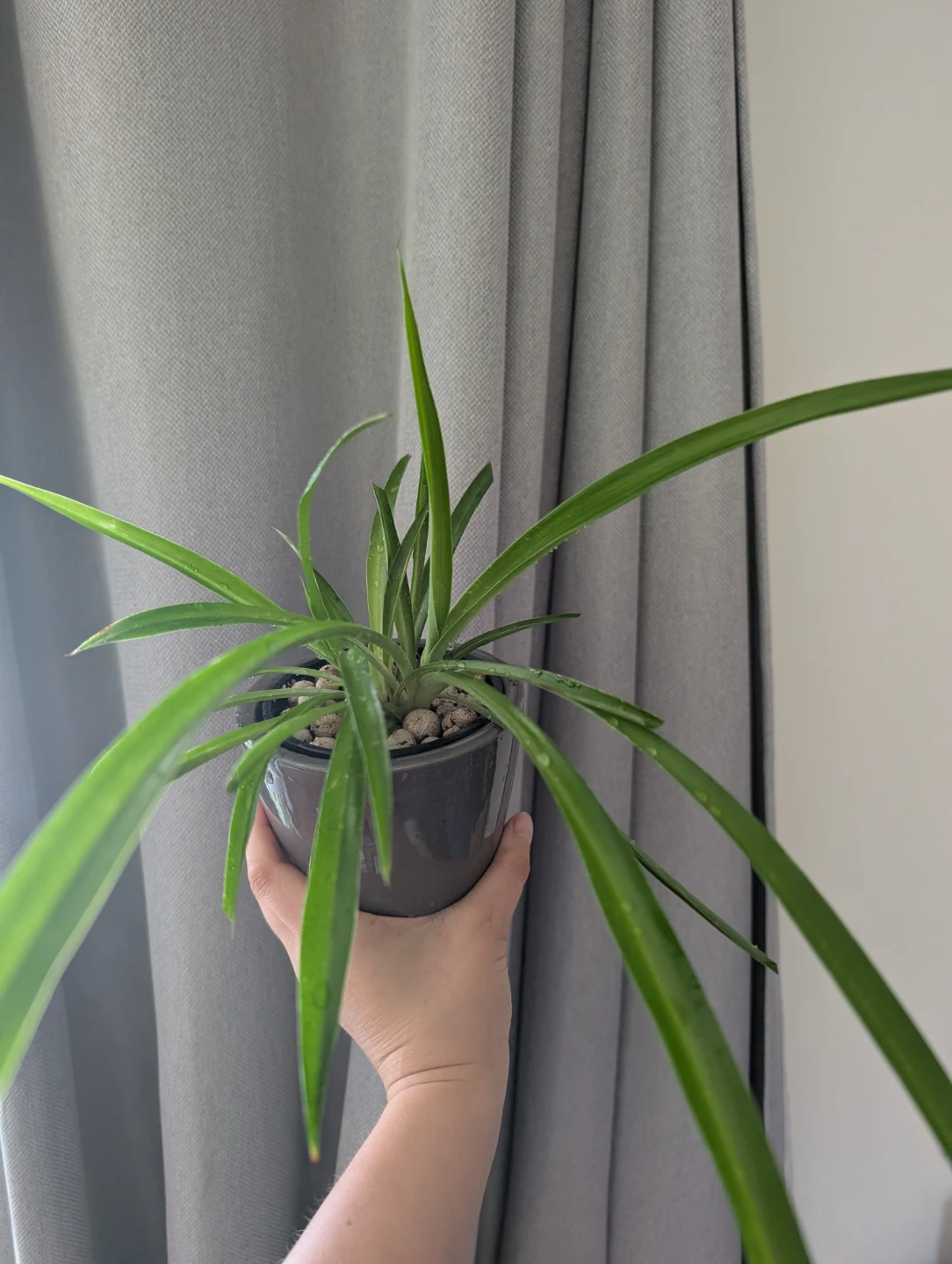 Spider Plant in Grey Pot