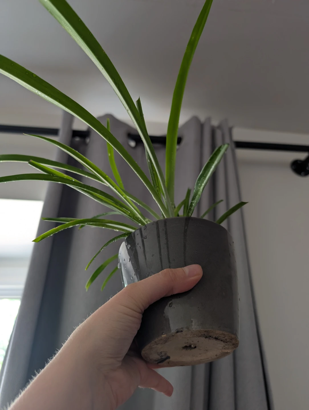 Spider Plant in Grey Pot - photo 2