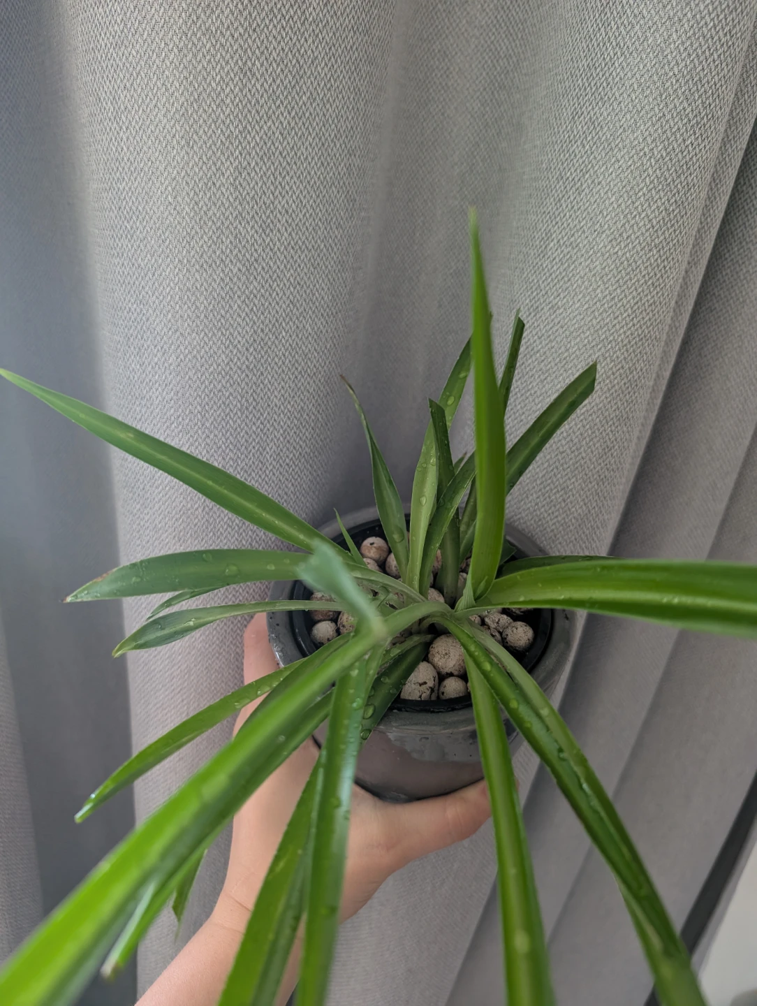 Spider Plant in Grey Pot - photo 3