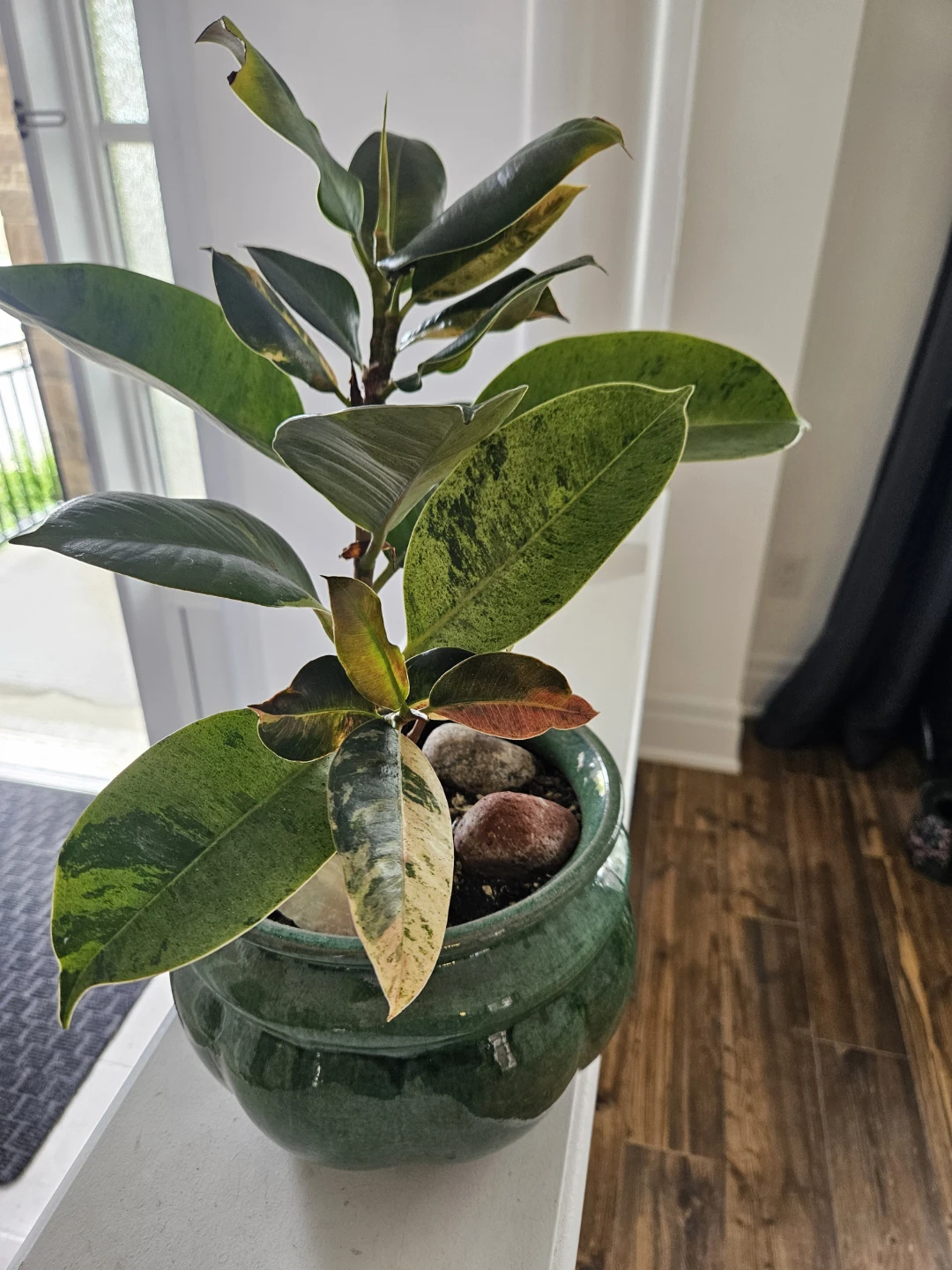 Variegated Rubber Plant