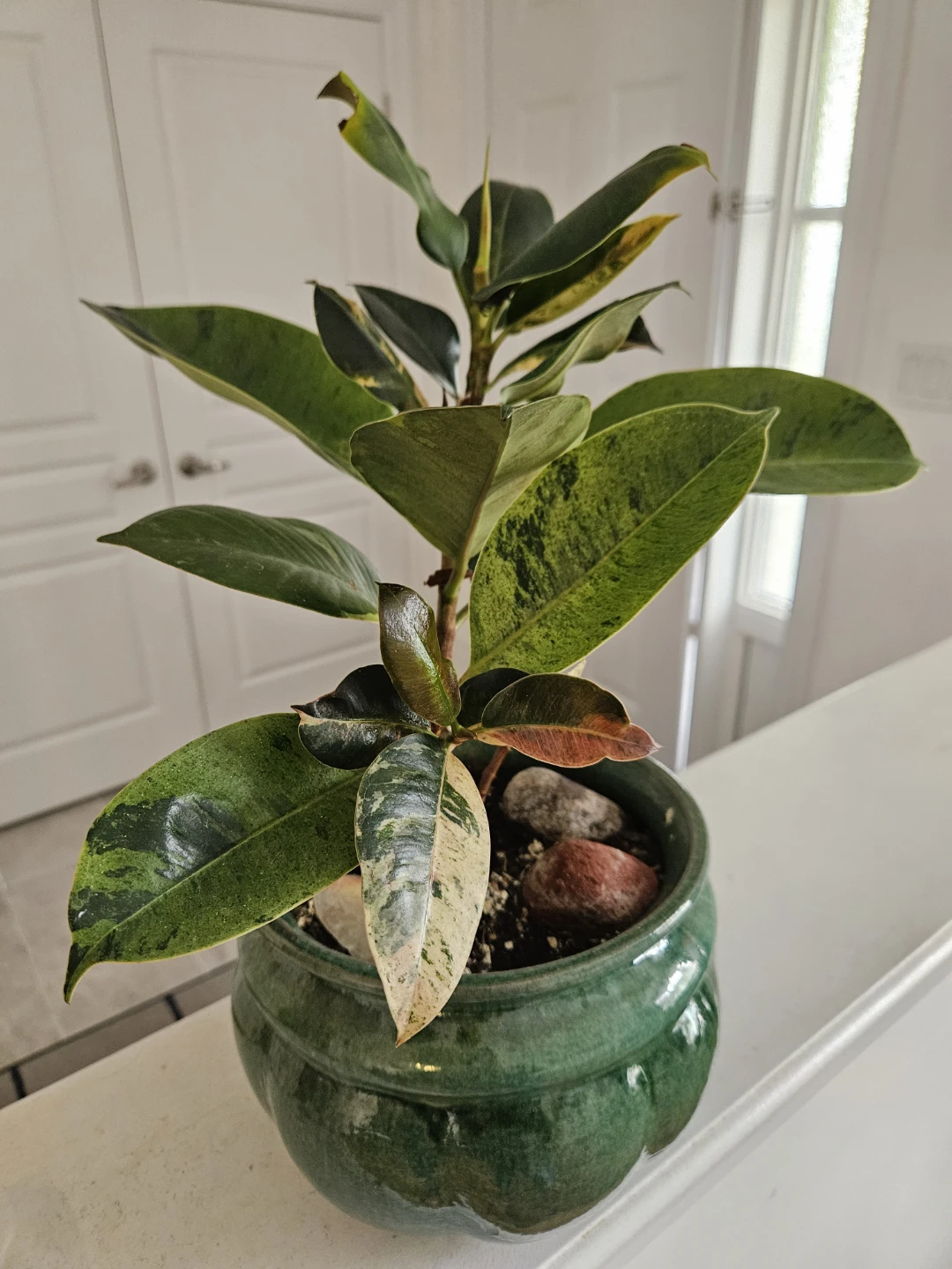 Variegated Rubber Plant - photo 4