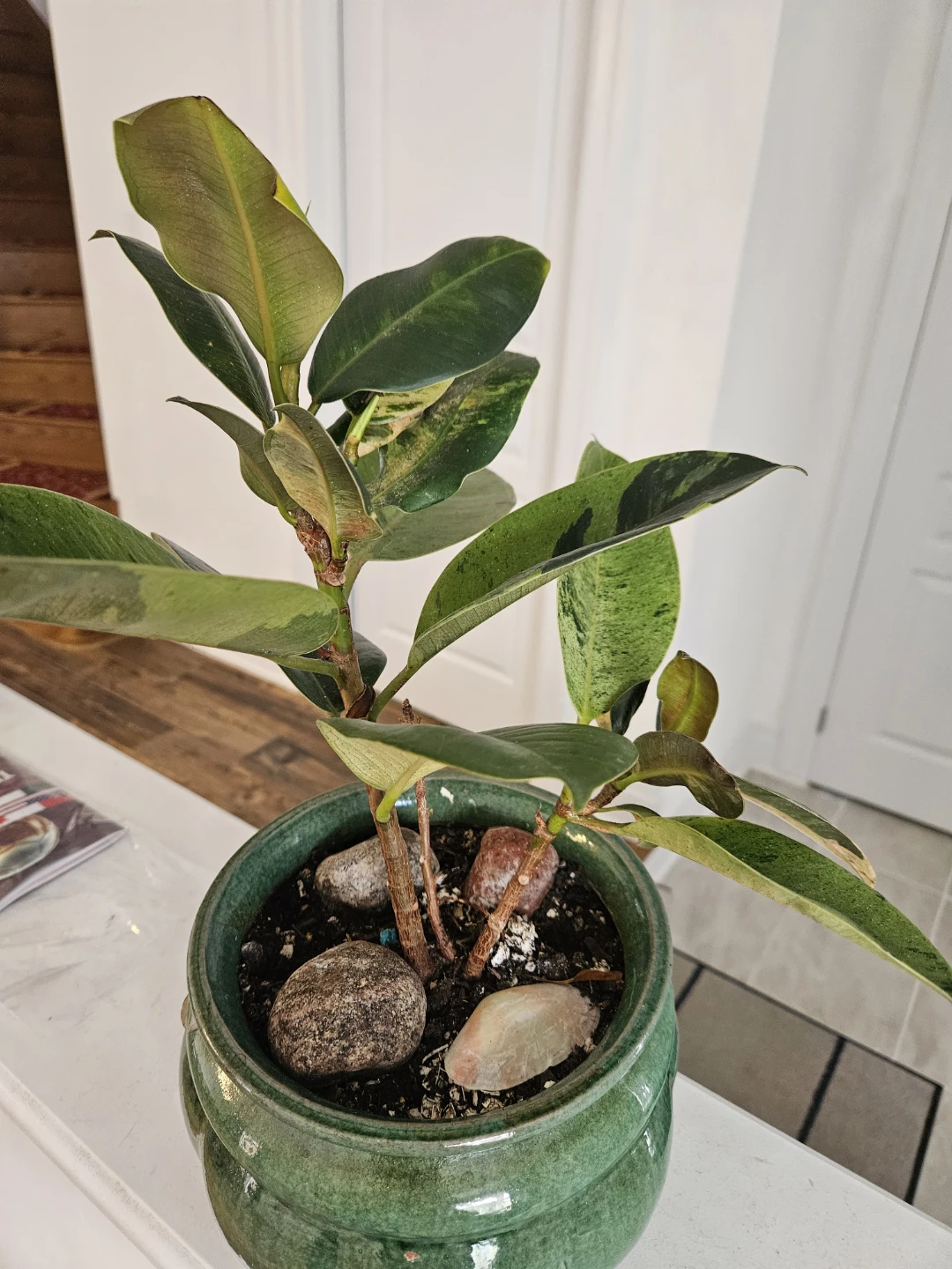Variegated Rubber Plant - photo 5