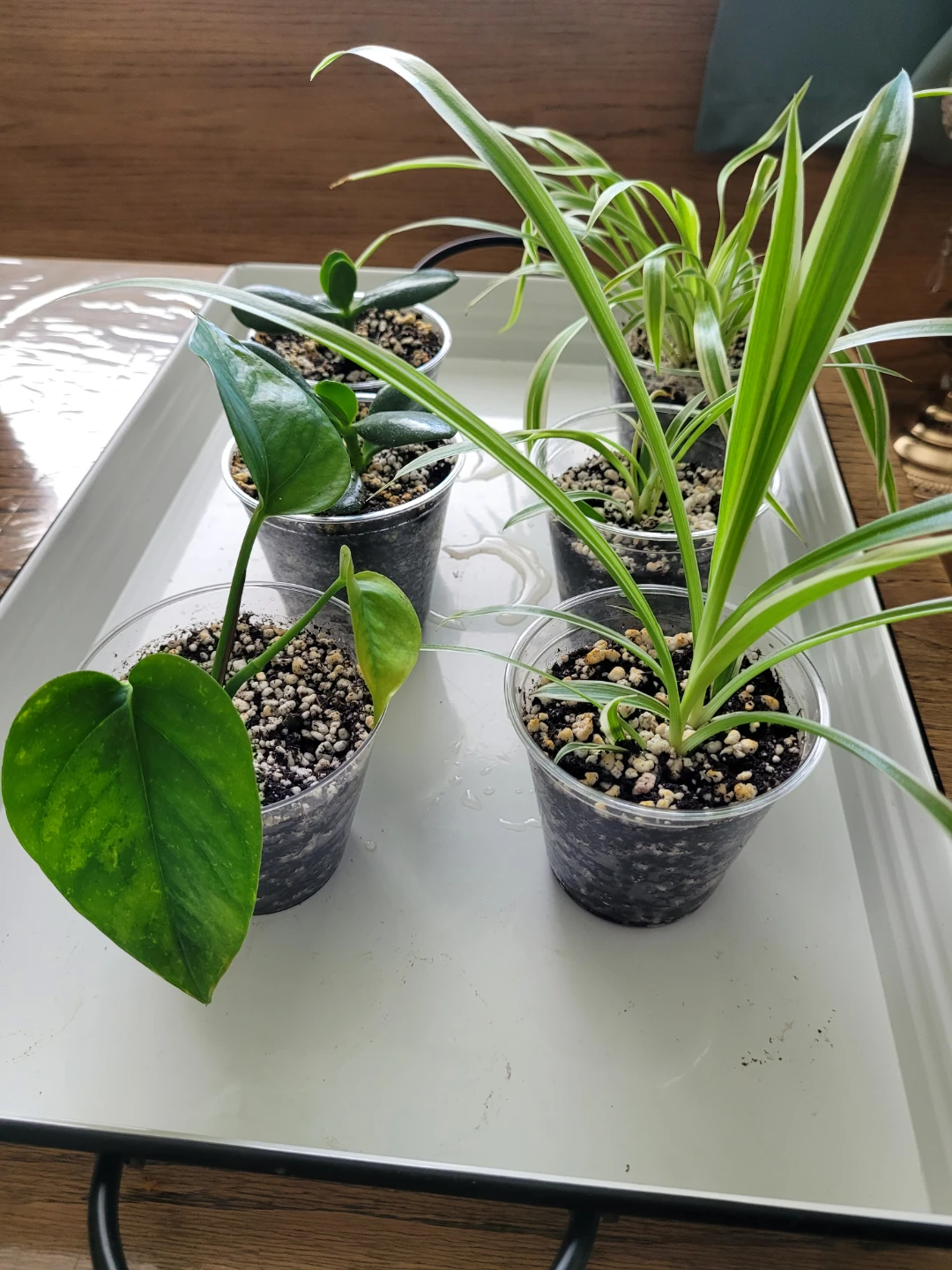 Air Purifying Plants Spider Jade Pothos - photo 2