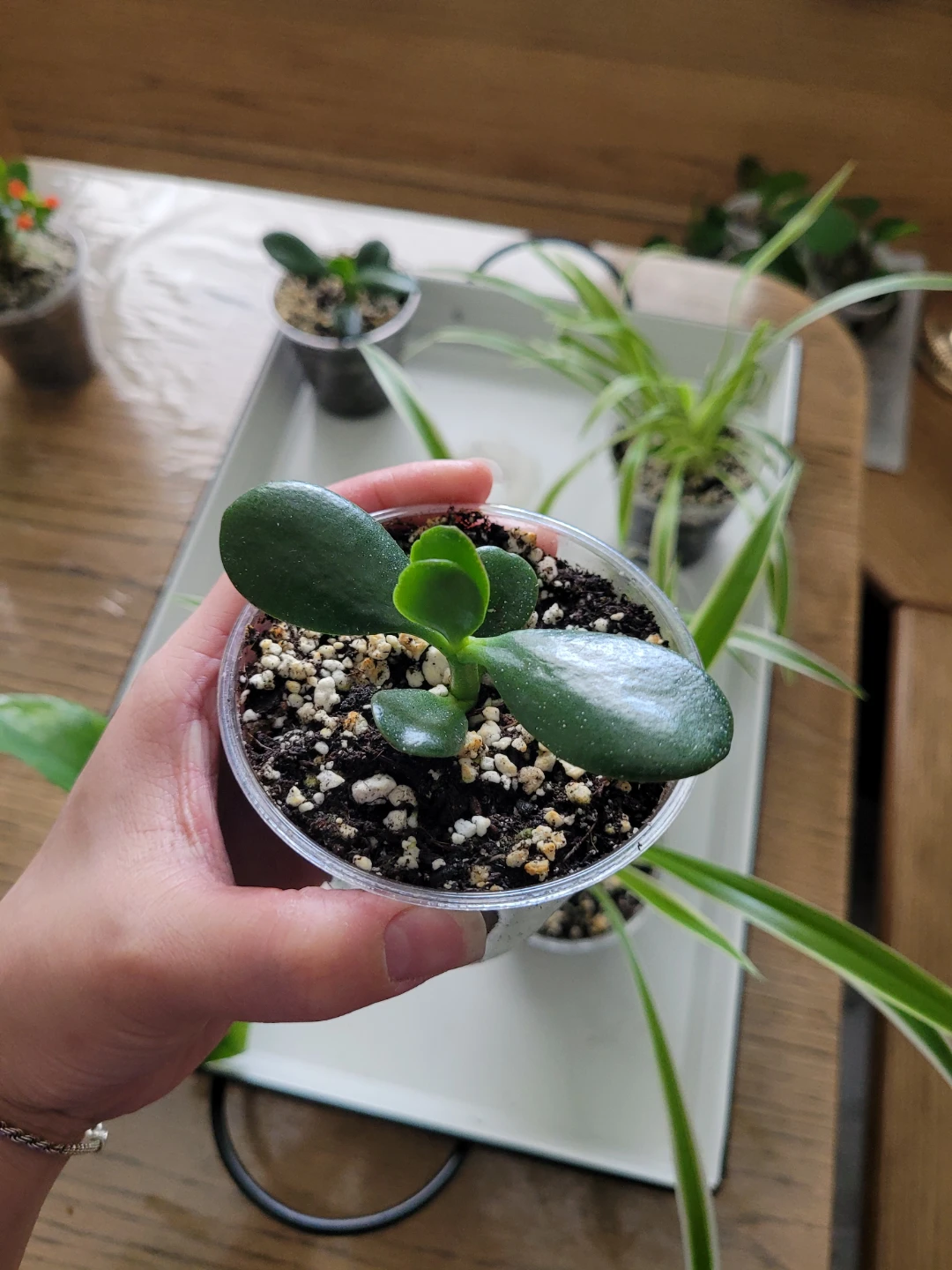 Air Purifying Plants Spider Jade Pothos - photo 5