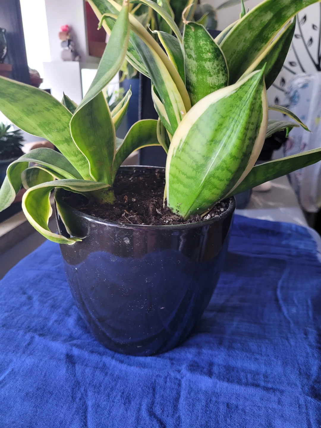 Snake Plant in Black Pot