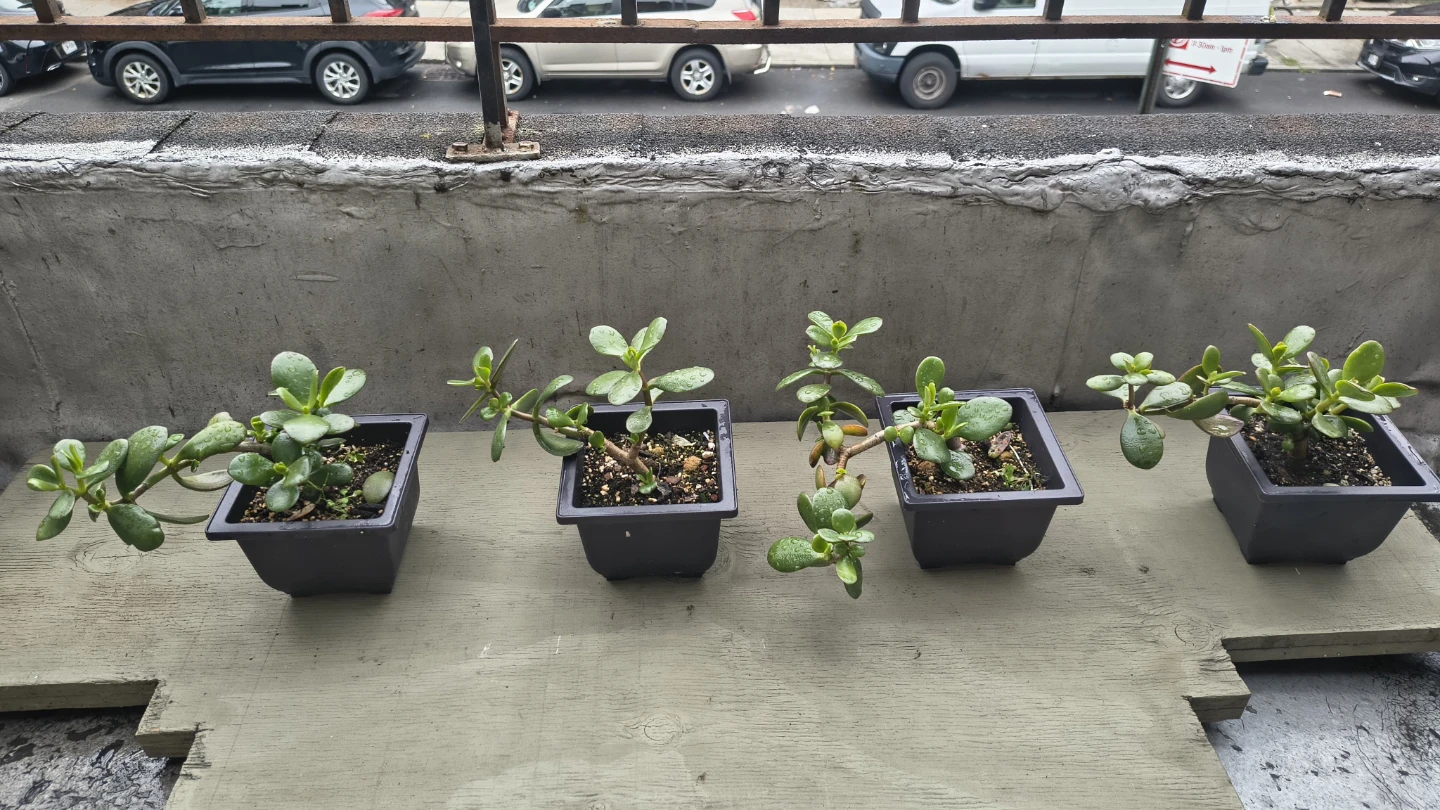 Jade Plant Starters (4 pots) 10 each or $35 for all