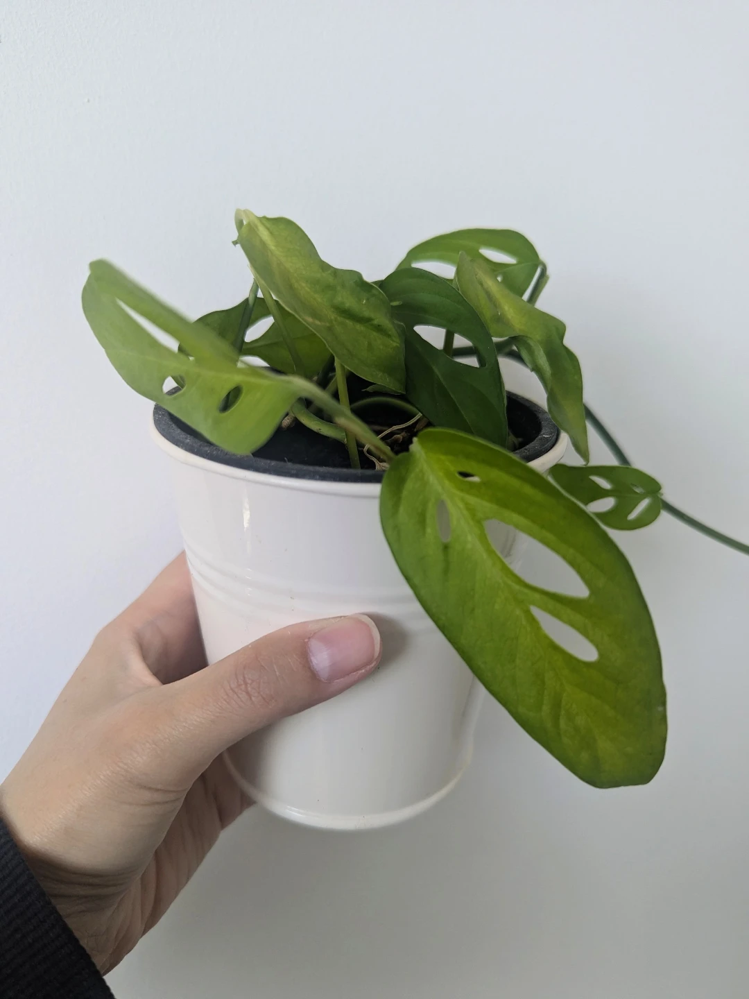 Monstera adasonii