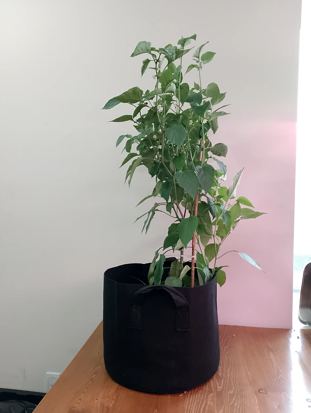 Grow Bag with Bell Pepper + Sweet Marjoram + Garlic Chive