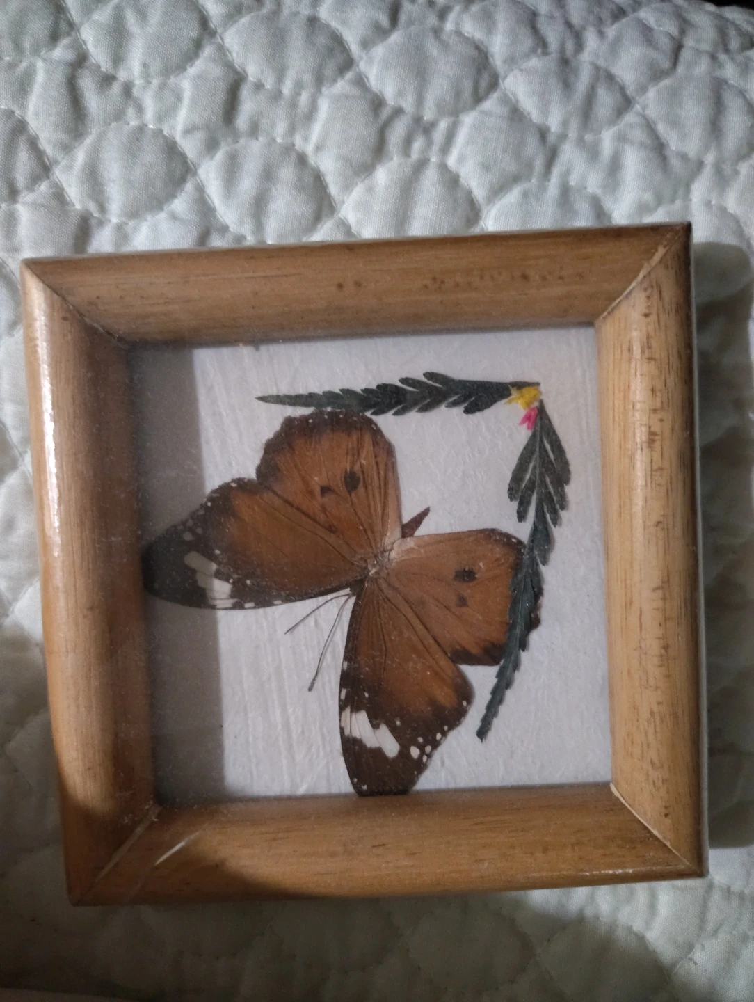 Framed Butterfly Art ⚽