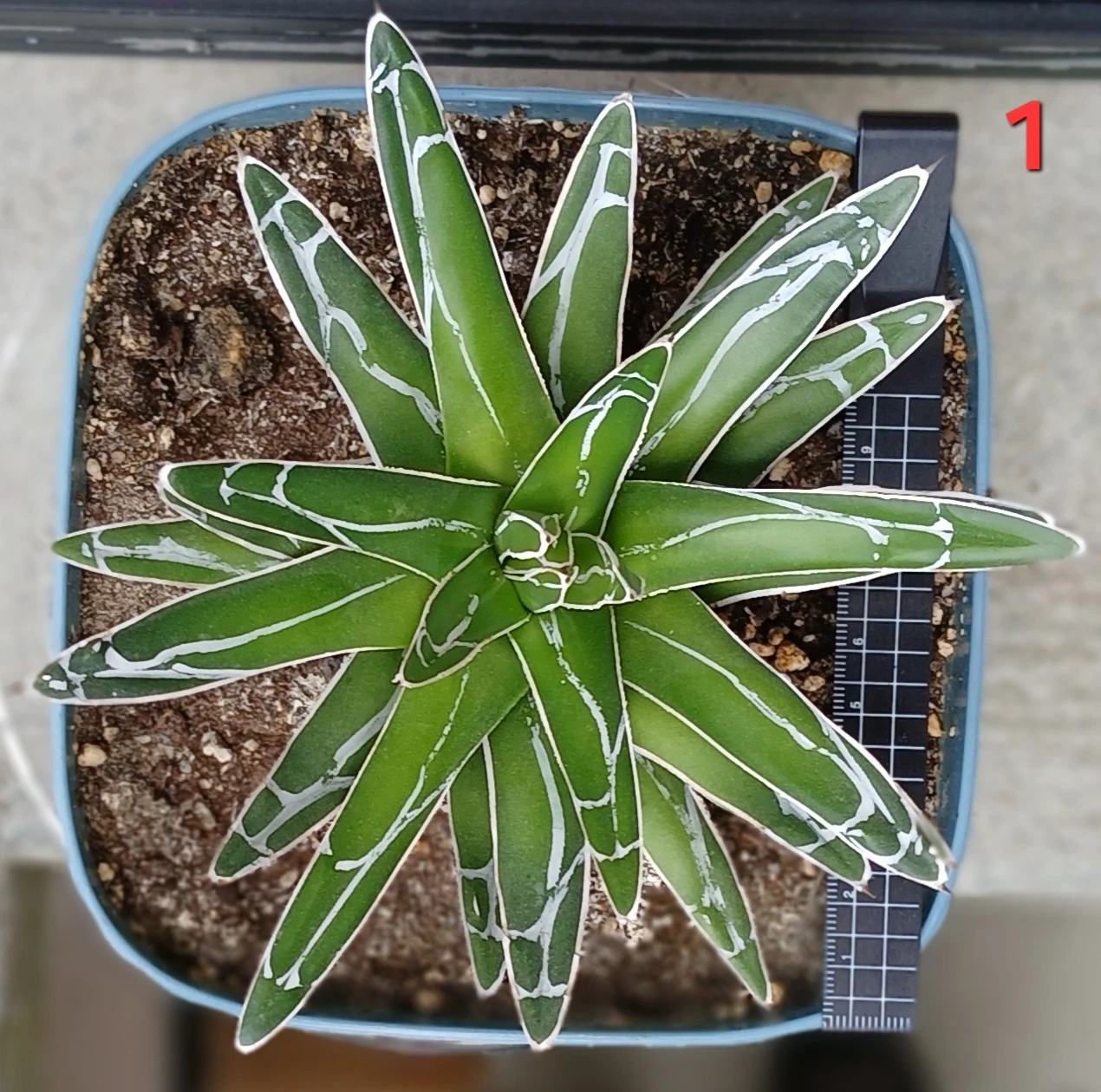 Beautiful Agave Victoriae-Reginae Plant