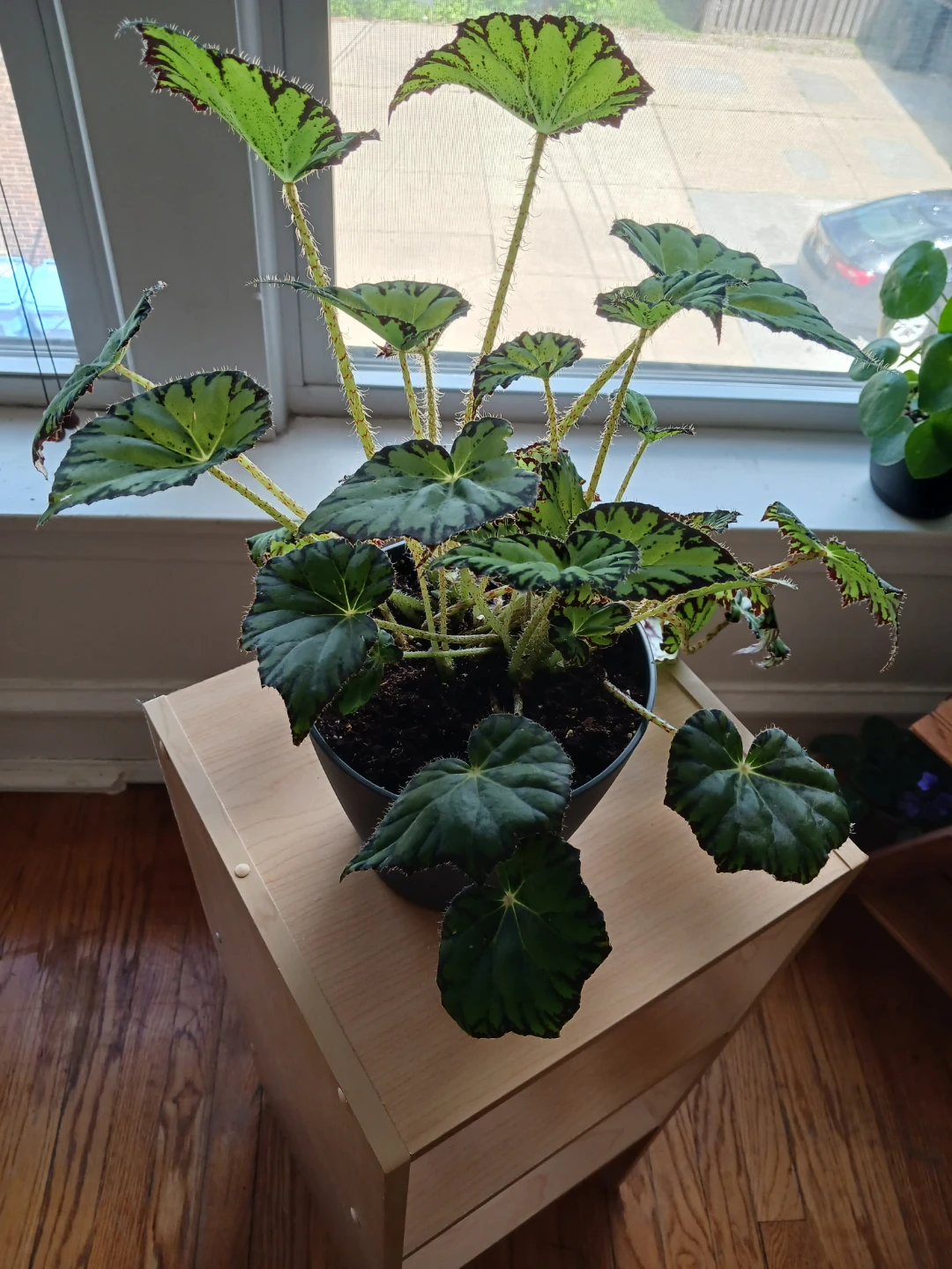Begonia Plant
