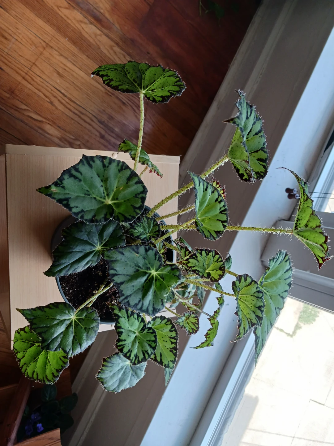 Begonia Plant - photo 2