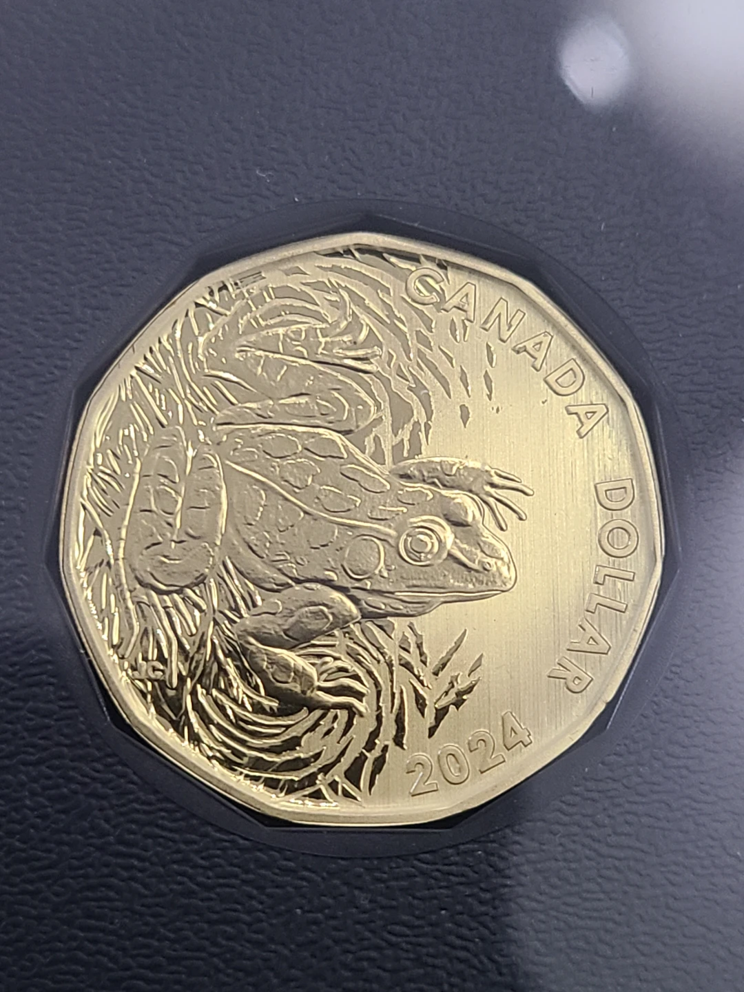 Canada 2024 1 Dollar Coin Frog
