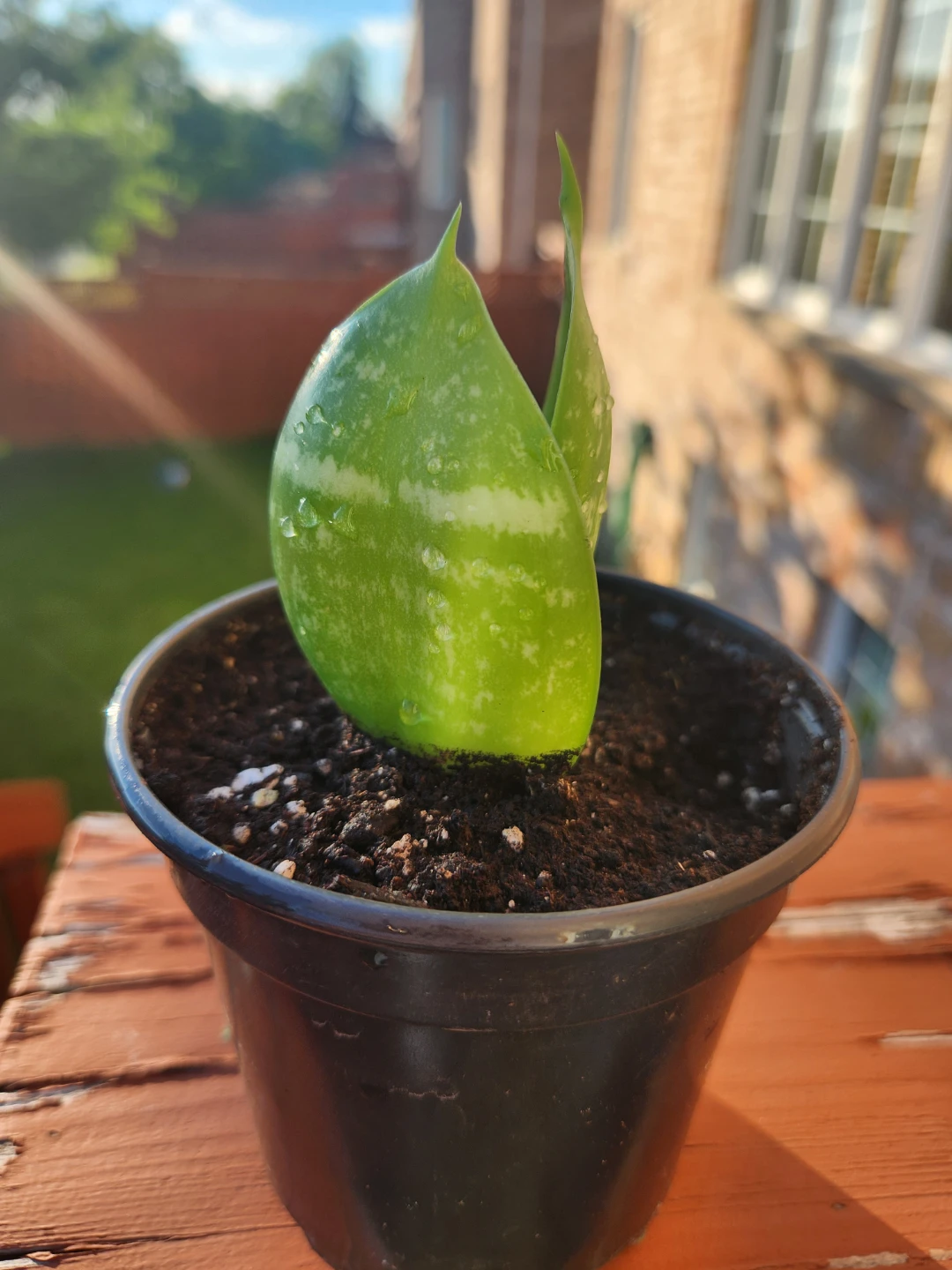 Snake Plant (Sansevieria) Cutting