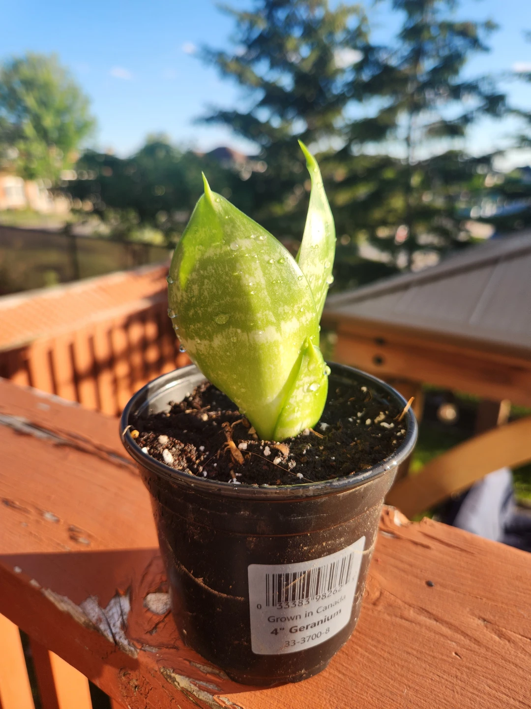 Snake Plant (Sansevieria) Cutting - photo 3
