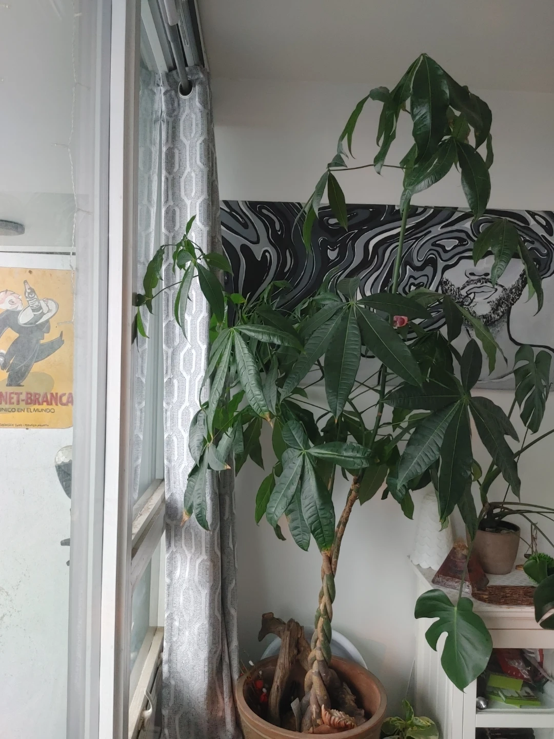 Money Tree Plant