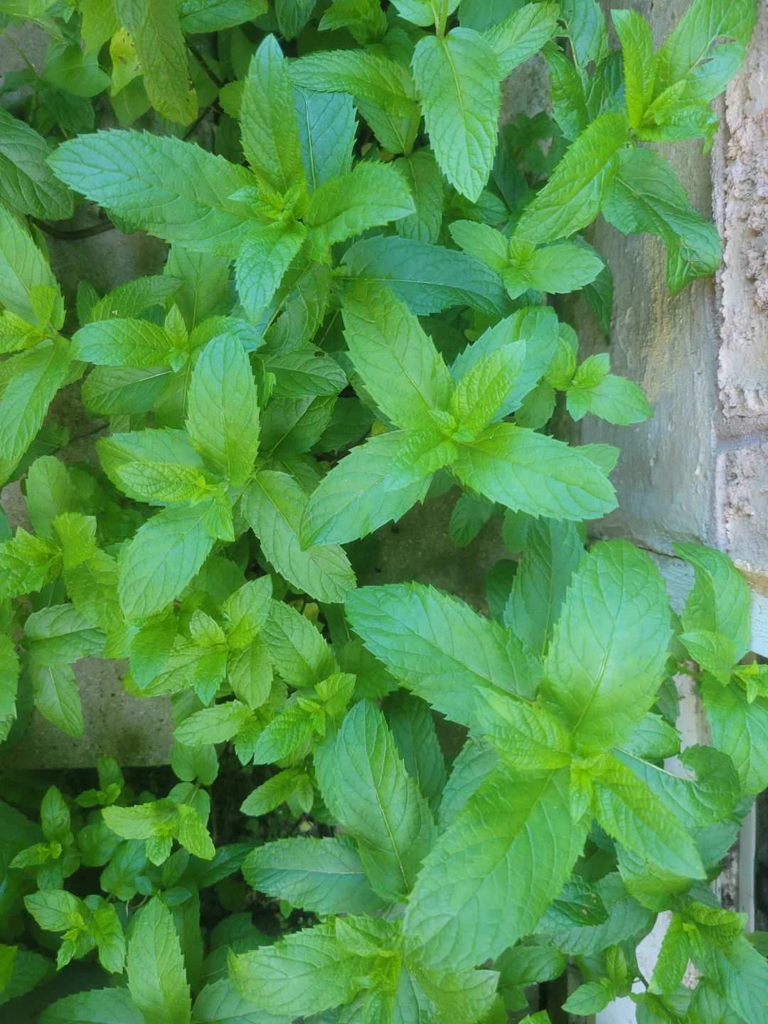 Fresh Mint Plant