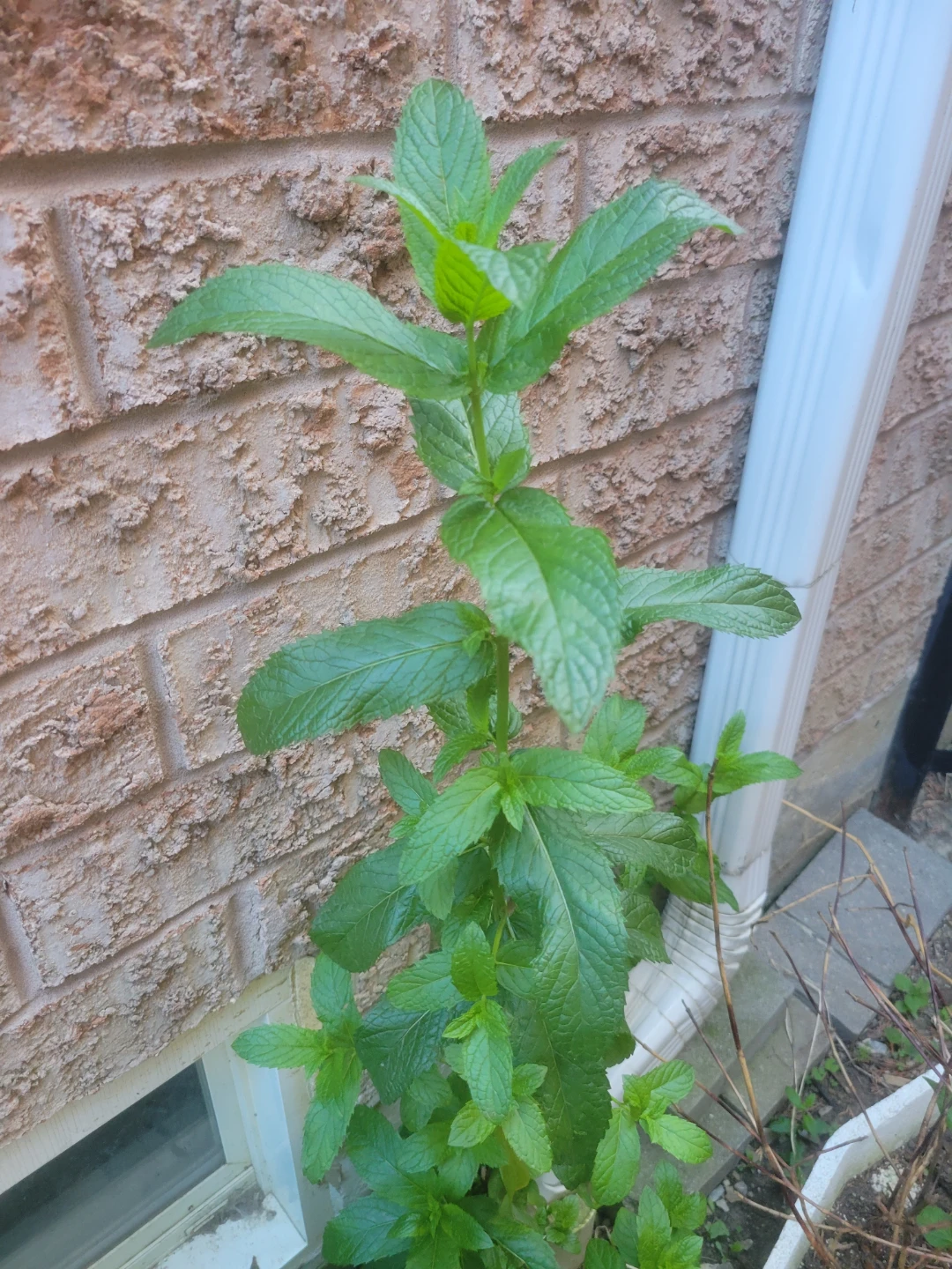 Fresh Mint Plant - photo 2