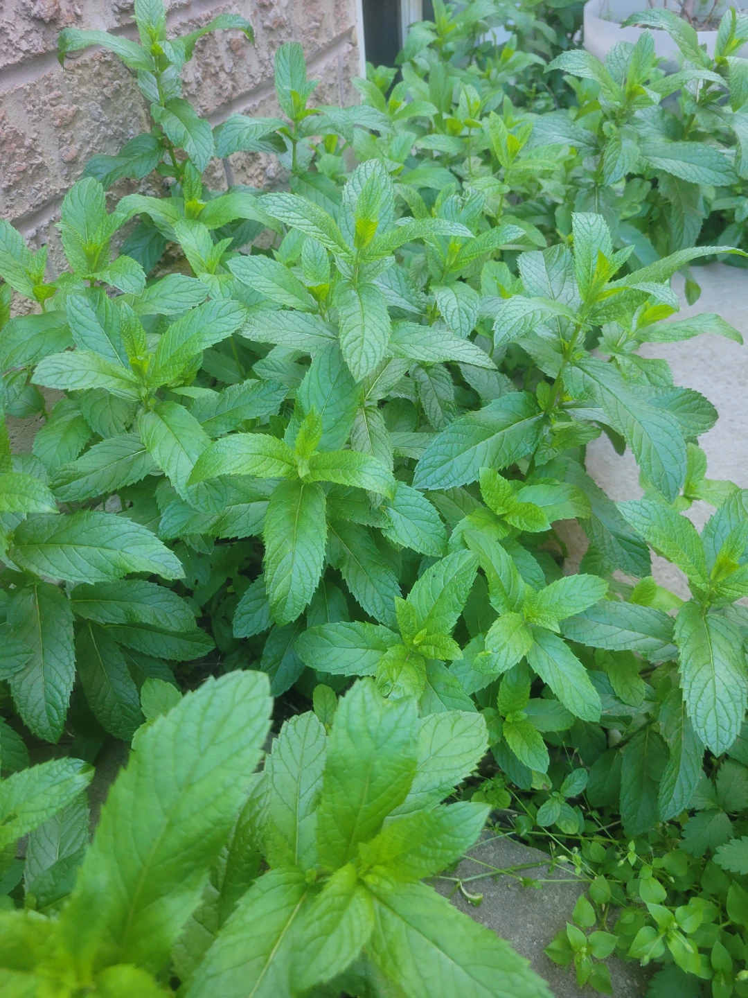 Fresh Mint Plant - photo 3