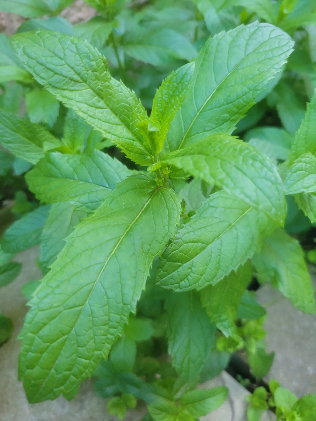 Fresh Mint Plant - photo 4