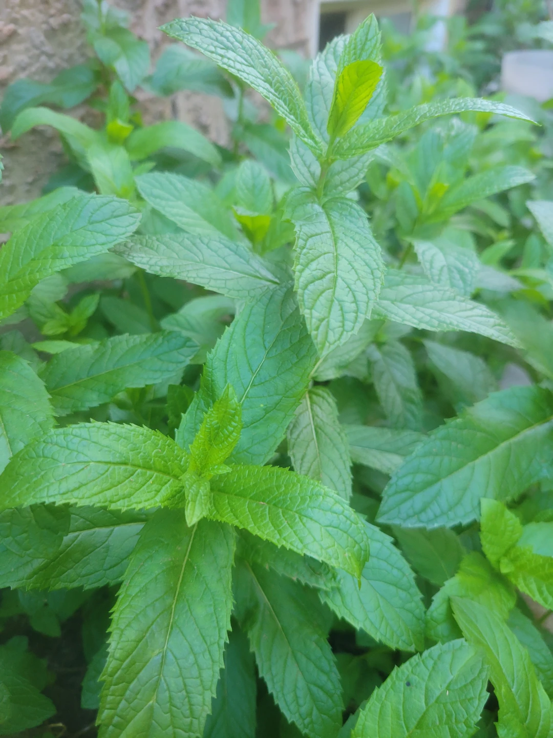 Fresh Mint Plant - photo 5