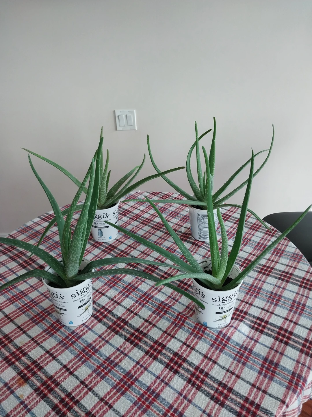 Large Aloe Vera Plants ⚽ - photo 2