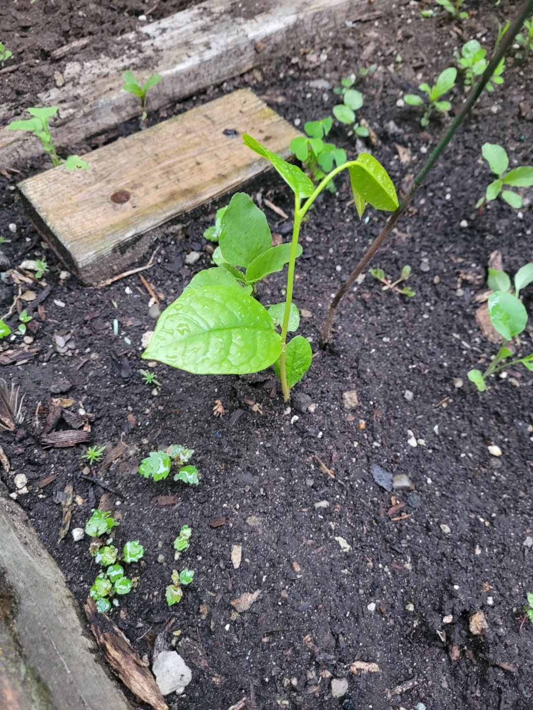 RARE Paw paw fruit tree saplings 25$