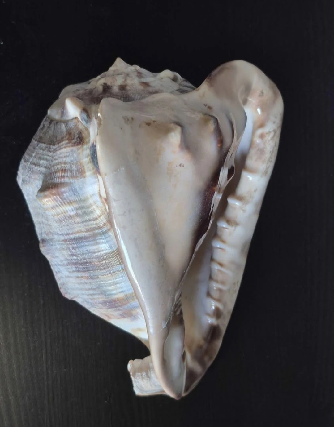 Large Conch Shell for Decor - photo 5