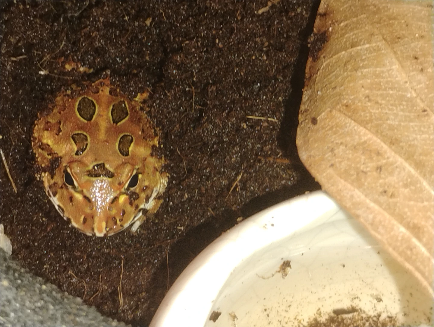 Pacman Frogs 10 gallon tank - photo 2