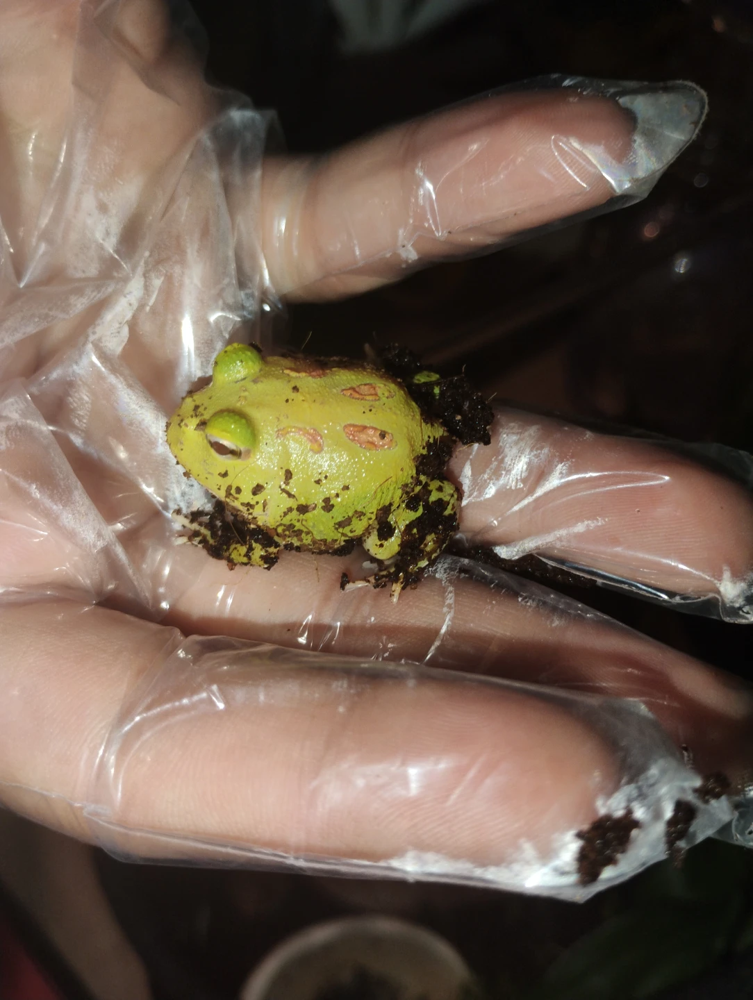 Pacman Frogs 10 gallon tank - photo 4