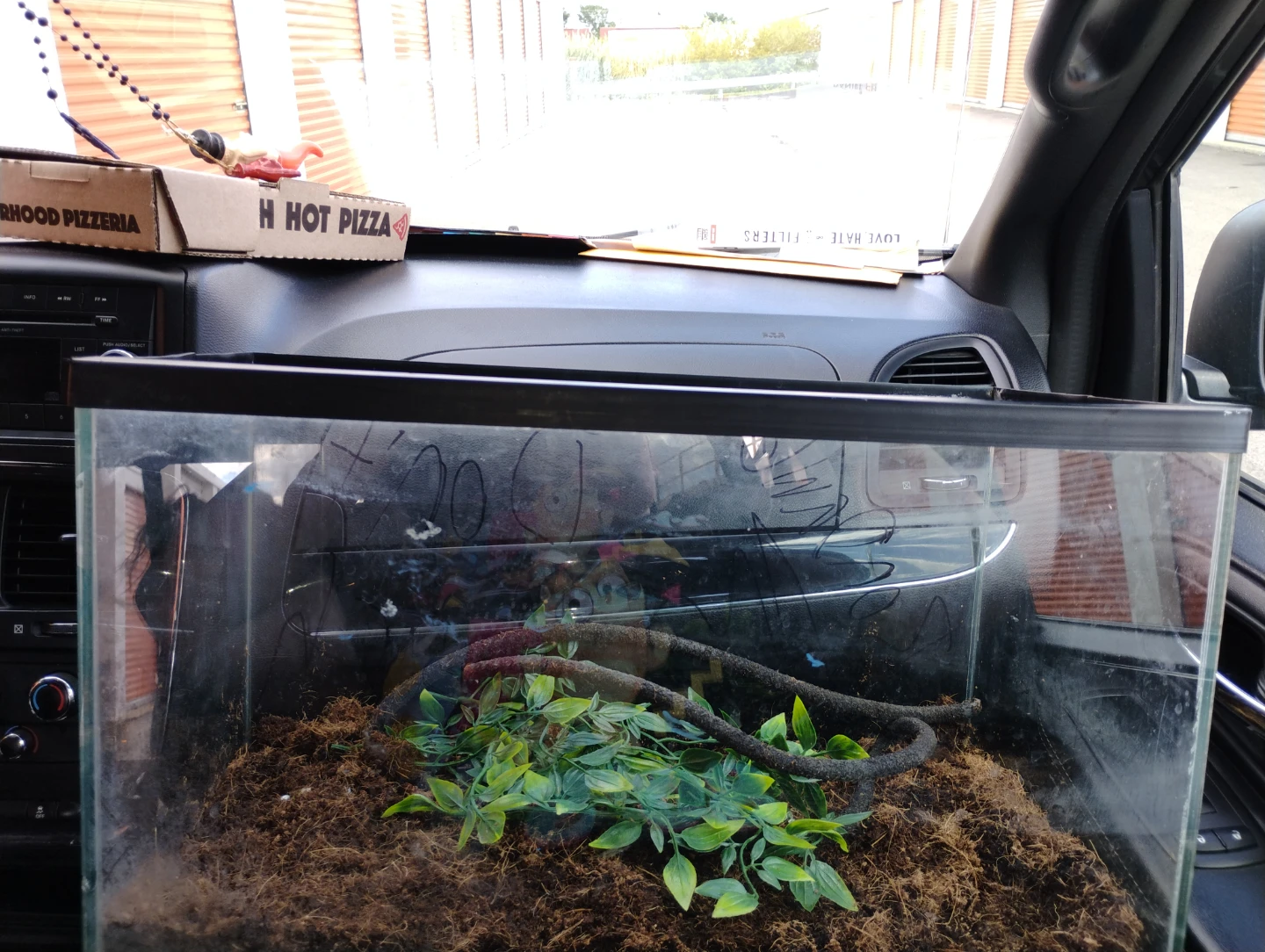 Pacman Frogs 10 gallon tank - photo 5