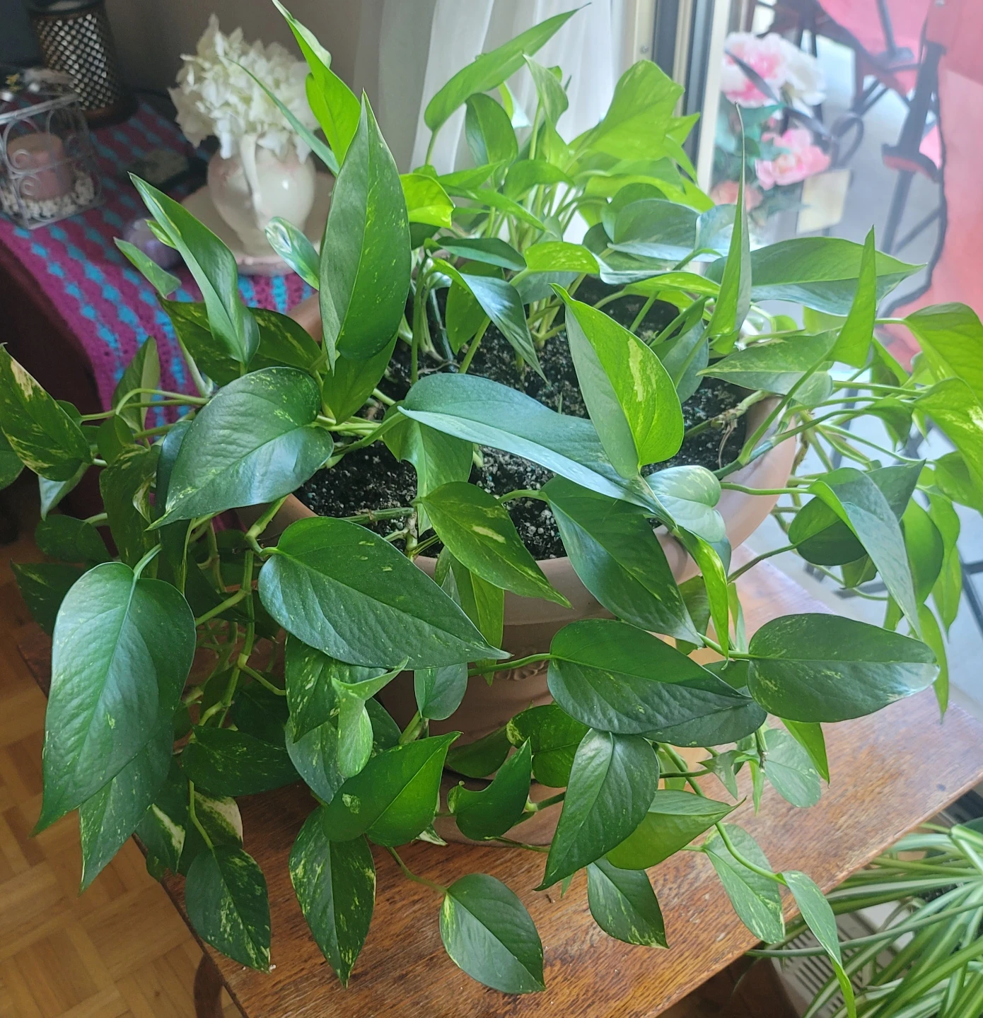 🌿 Beautiful, Full Golden Pothos (Devil’s Ivy) with Pot
