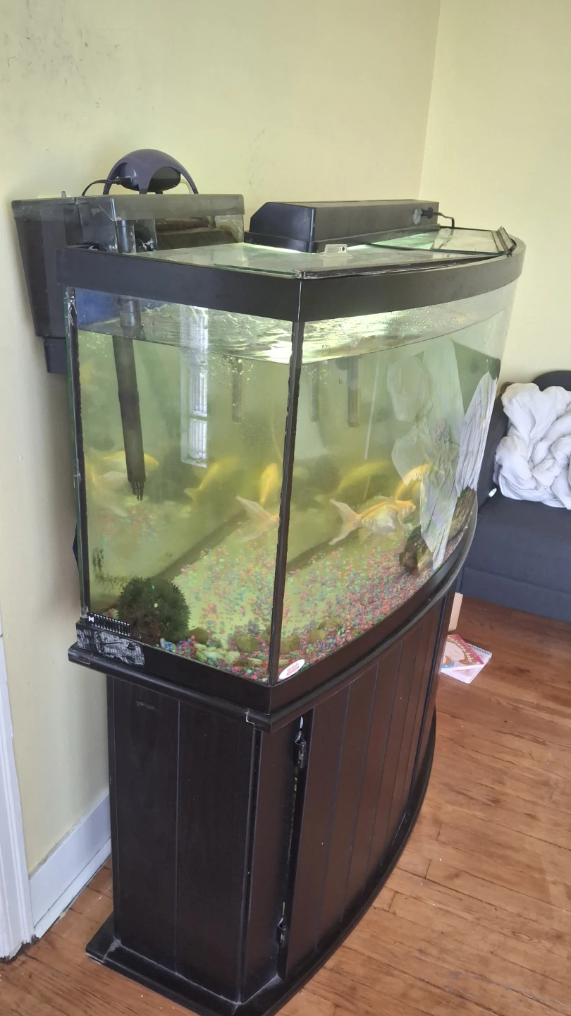 90 gallons Curved Aquarium with Stand & 9 fishes - photo 2