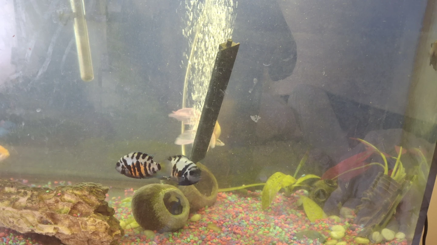 90 gallons Curved Aquarium with Stand & 9 fishes - photo 5