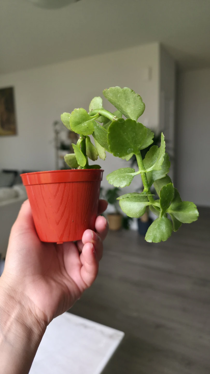Trailing Houseplant Plants for sale ( Indoor )