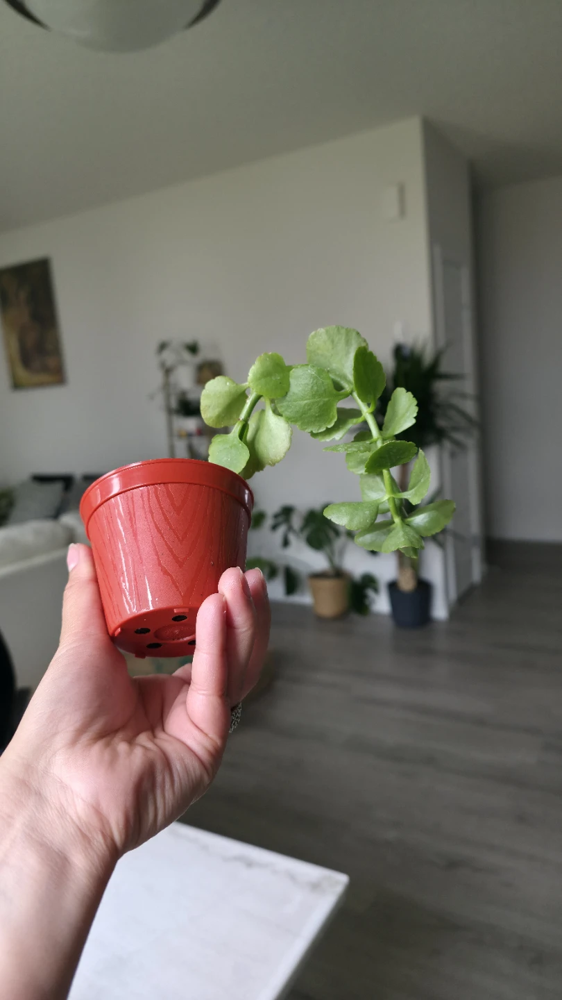 Trailing Houseplant Plants for sale ( Indoor ) - photo 4
