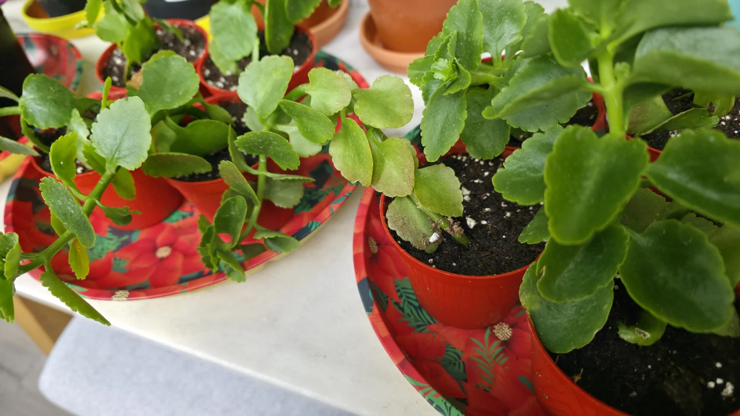 Trailing Houseplant Plants for sale ( Indoor ) - photo 5