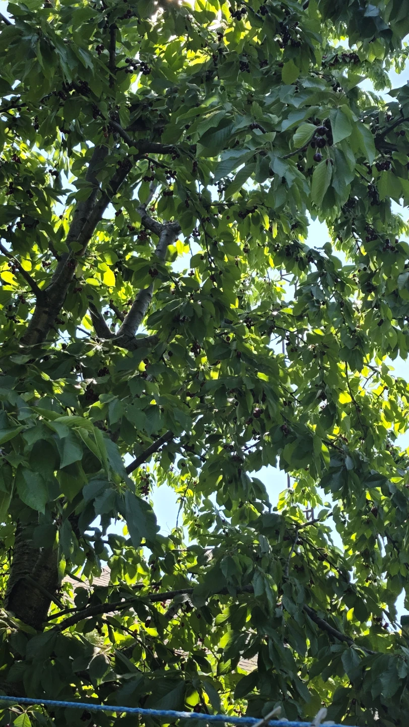 Organic Canadian Cherries mississauga - photo 3