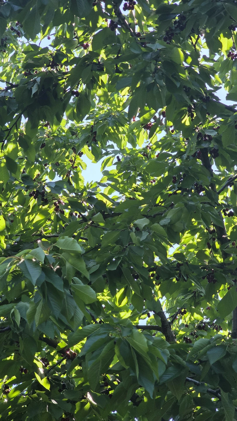 Organic Canadian Cherries mississauga - photo 4