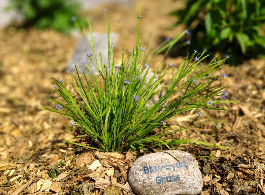 Perennials for sale - photo 4