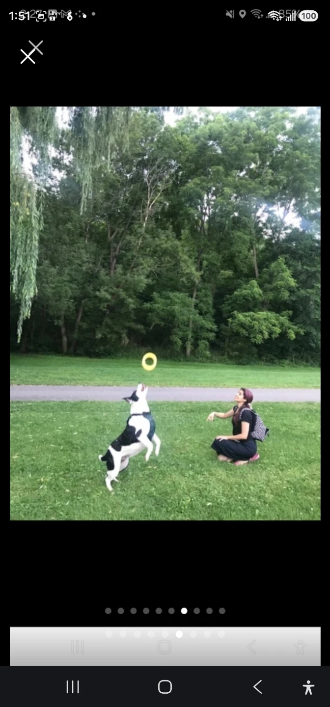 Reliable Dog Walking in Toronto - photo 4