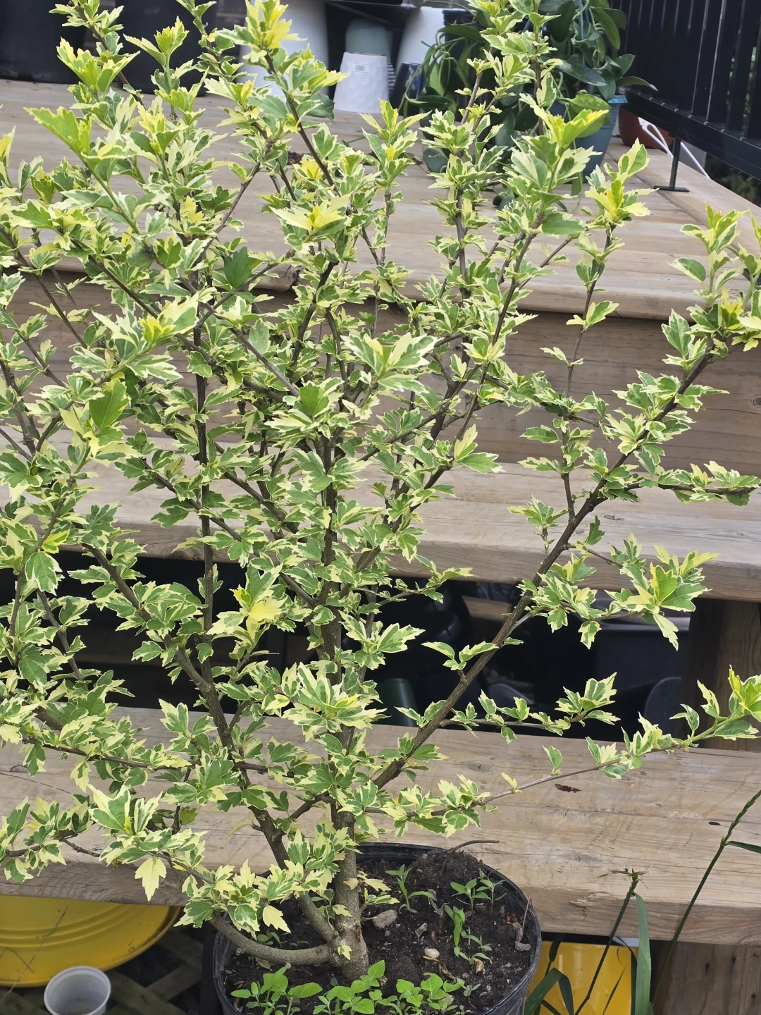 Variegated  leaf roses of sharon ⚽ - photo 2