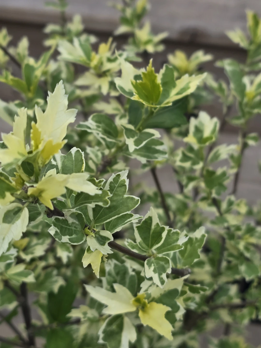 Variegated  leaf roses of sharon ⚽ - photo 3