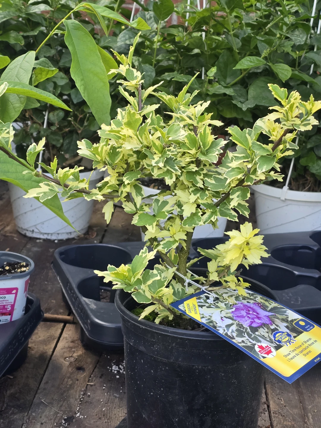 Variegated  leaf roses of sharon ⚽ - photo 4