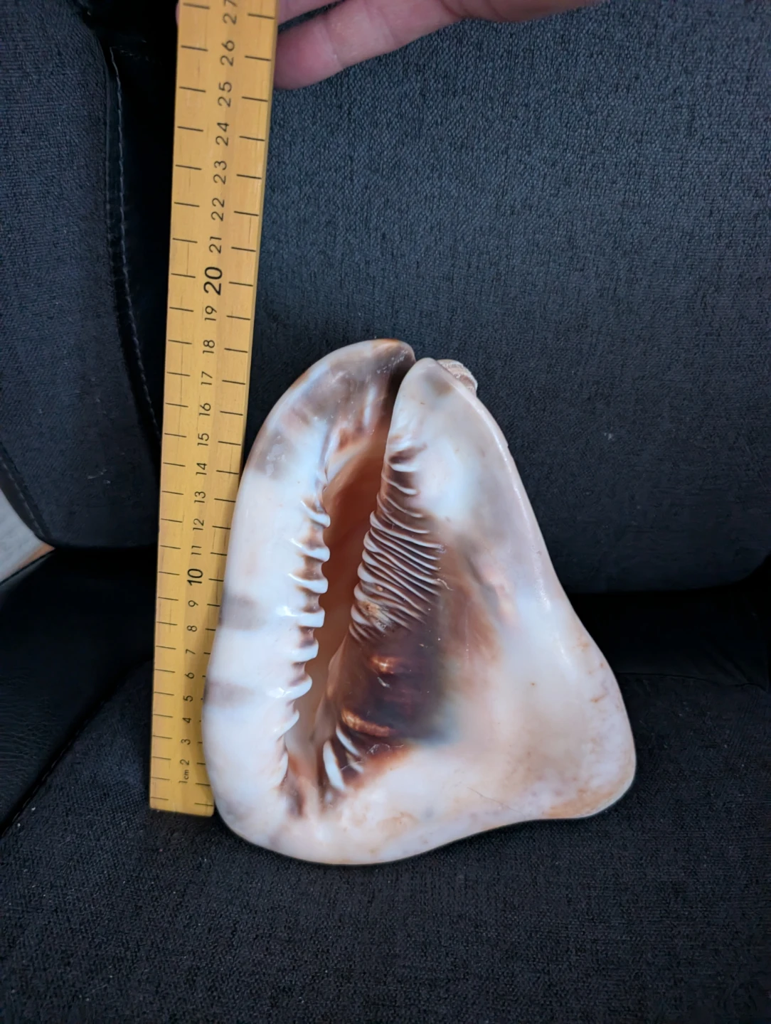 Assorted Seashells - Large Decorative Collection - photo 4