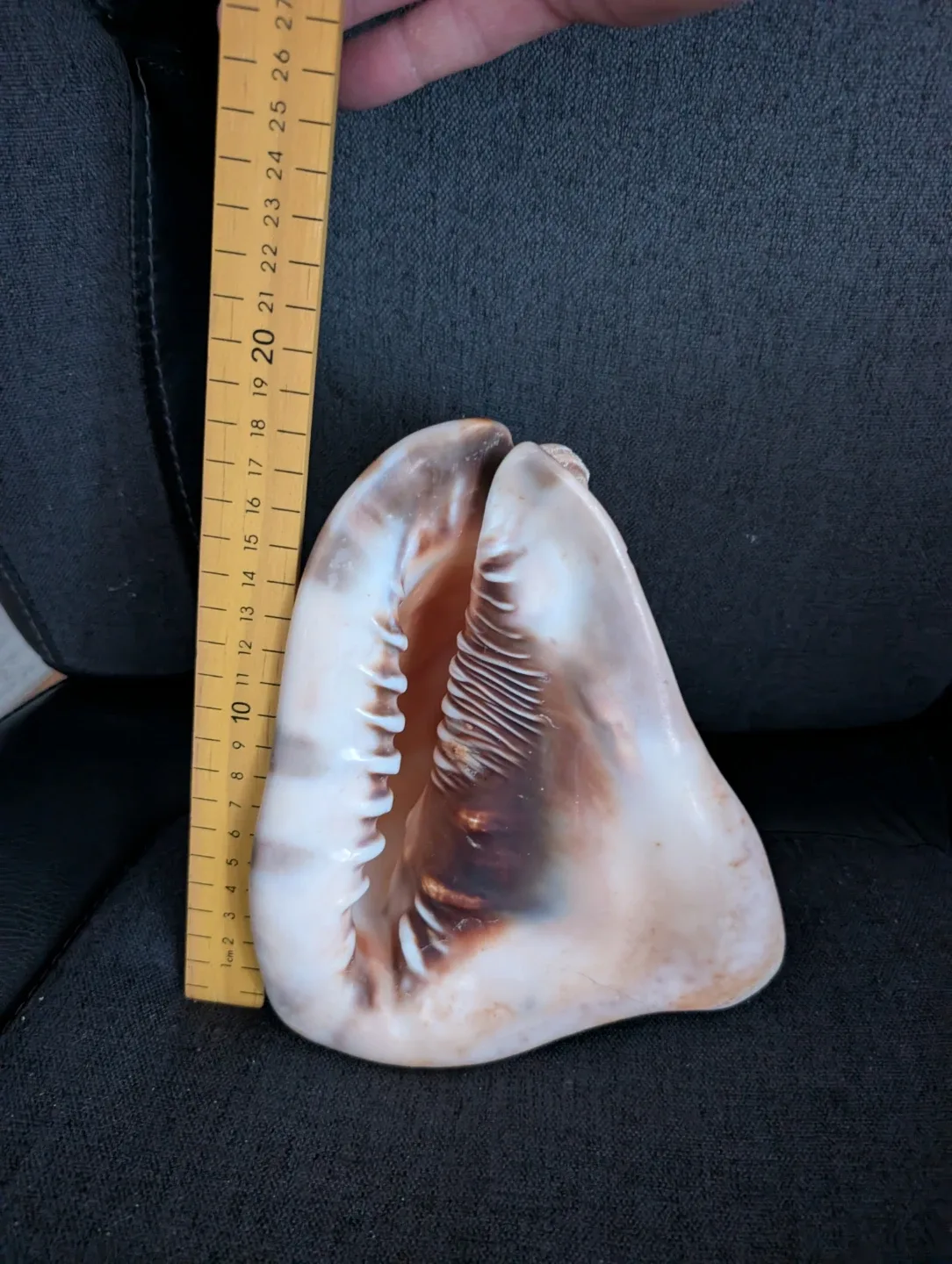 Assorted Seashells - Large Decorative Collection - photo 4