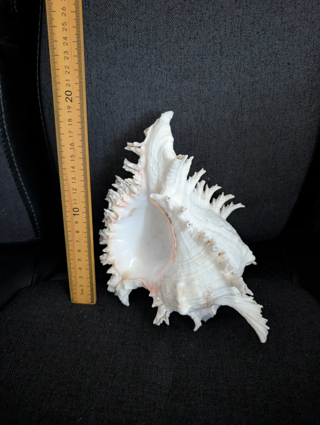 Assorted Seashells - Large Decorative Collection - photo 5