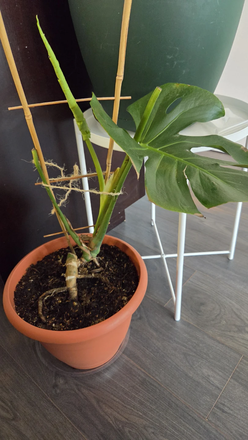 Adult Monstera