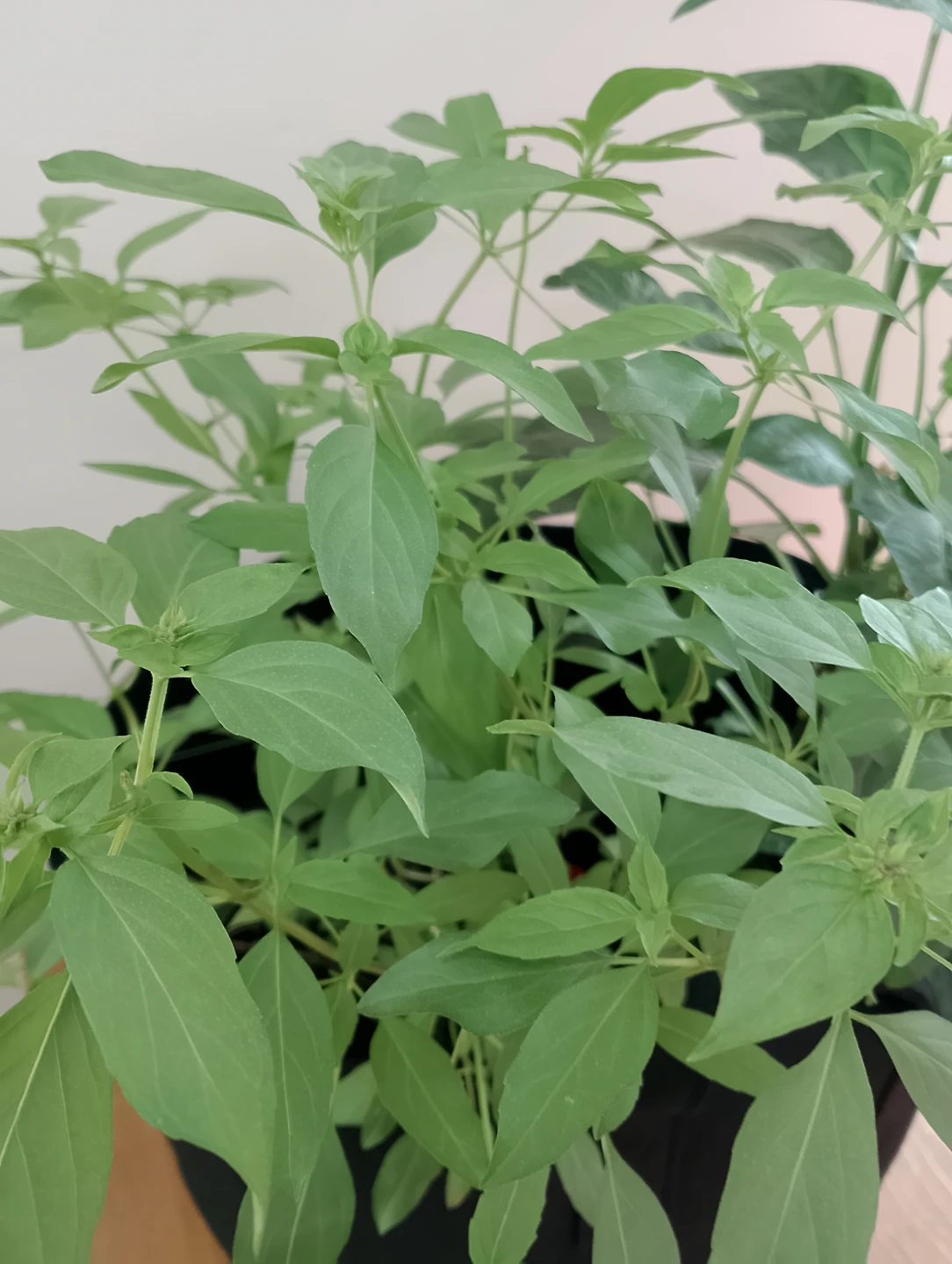 Grow Bag with Cayenne Pepper + Thai Basil + Garlic Chive - photo 2